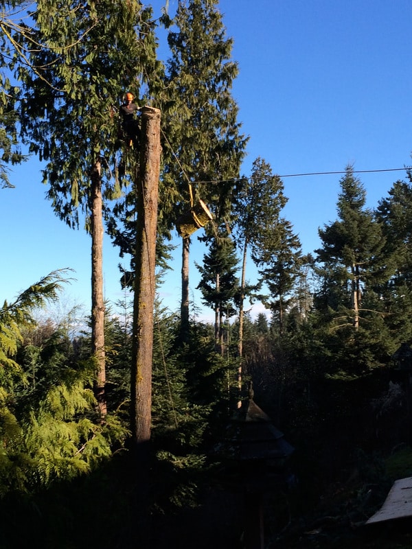 This photo series shows one of many rigging techniques we use to remove trees.