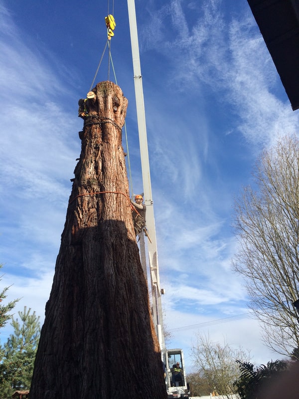 This is a removal of a Giant Sequoia tree in Port Angeles. This tree removal project was required due to excessive canopy loss in a storm related incident.