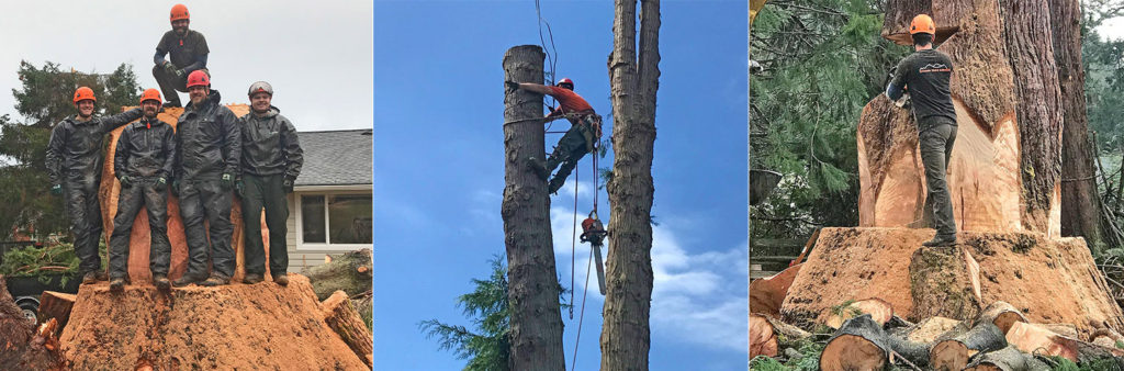 Combination of three images of Sitkum Tree Services Crew and what we do.